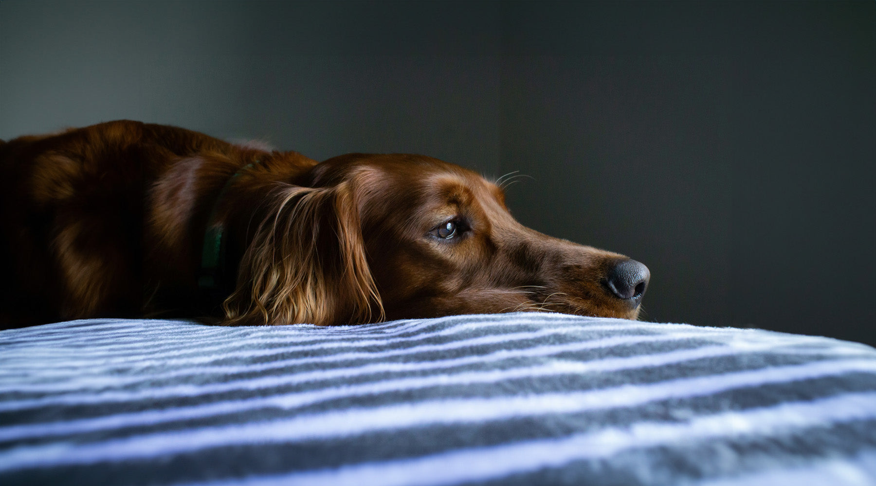 Dog on a bed looking anxious