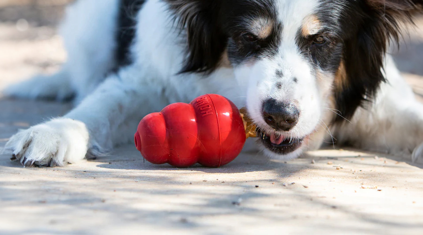 Dog with classic  KONG 