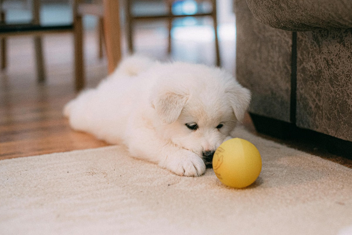 Young puppy with ball