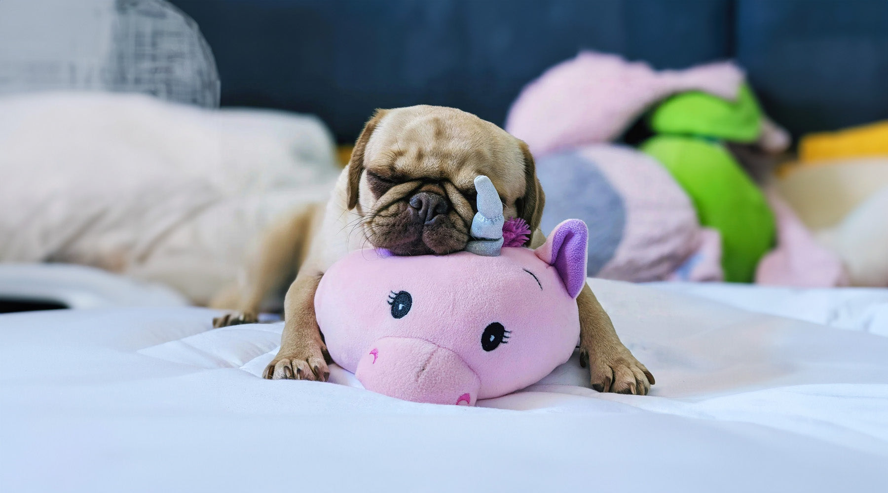 Sleeping pug on toy 