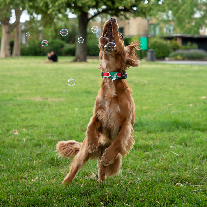 Puppachino Dog-Safe Bubbles