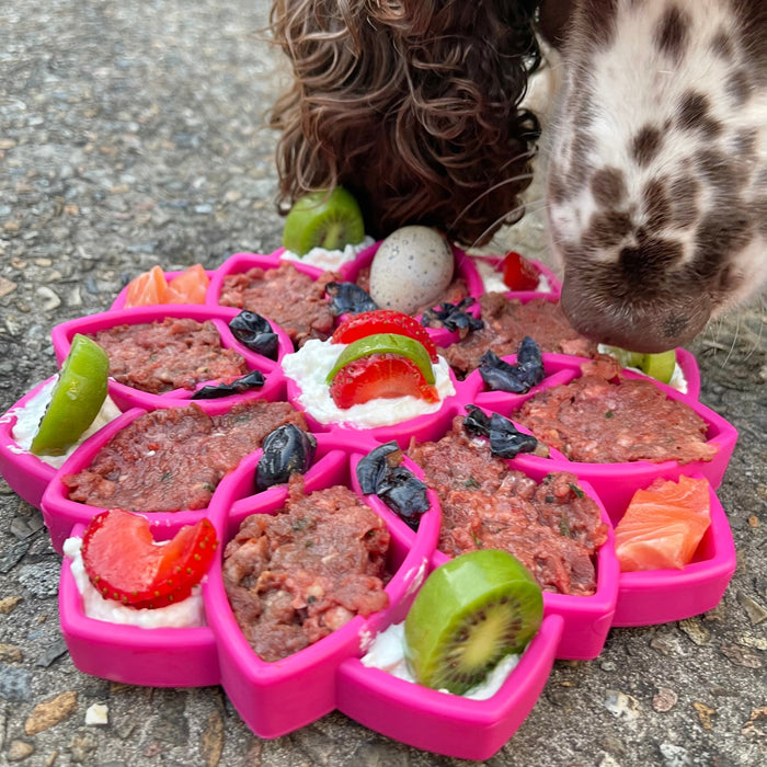 5 x Rainbow Mandala Enrichment Tray Selection for Dogs (Get 1 FREE)