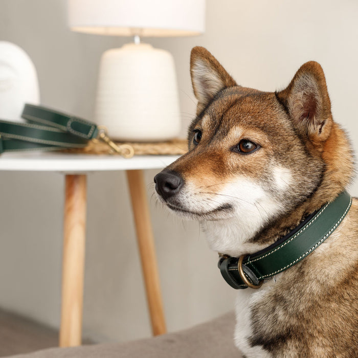Neo Designer Leather Dog Lead