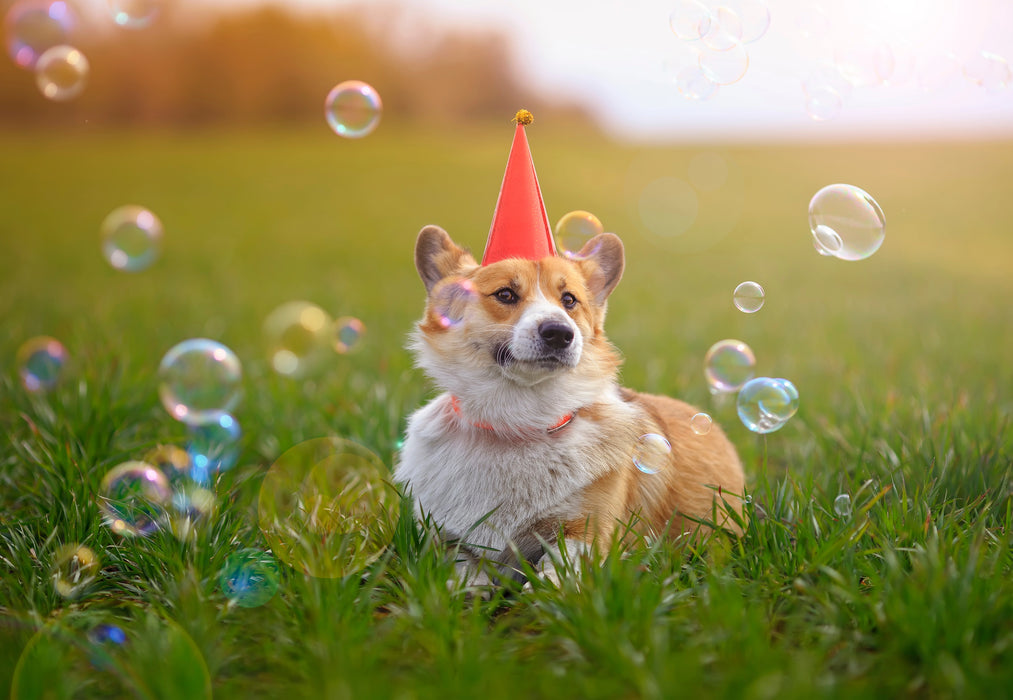 Puppachino Dog-Safe Bubbles