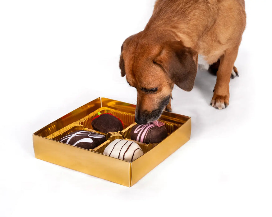 "Dogiva Box of Chocolates" Soft Squeaky Dog Toys