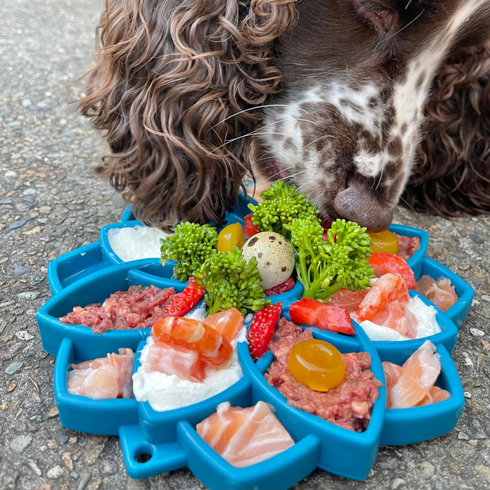 Mandala Enrichment Tray for Dogs