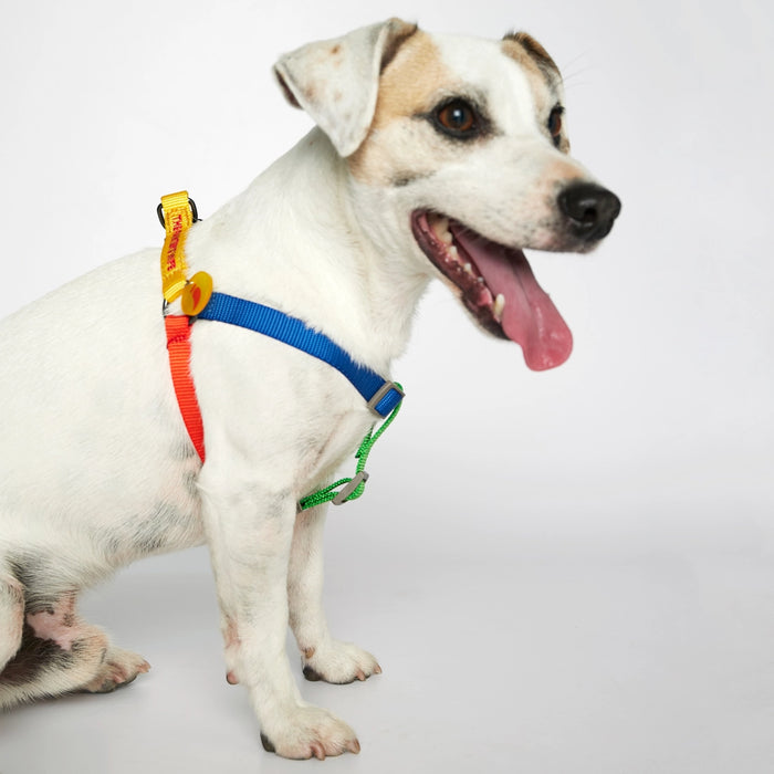 Sonia Dog Harness - Yellow & Lime Multicolor