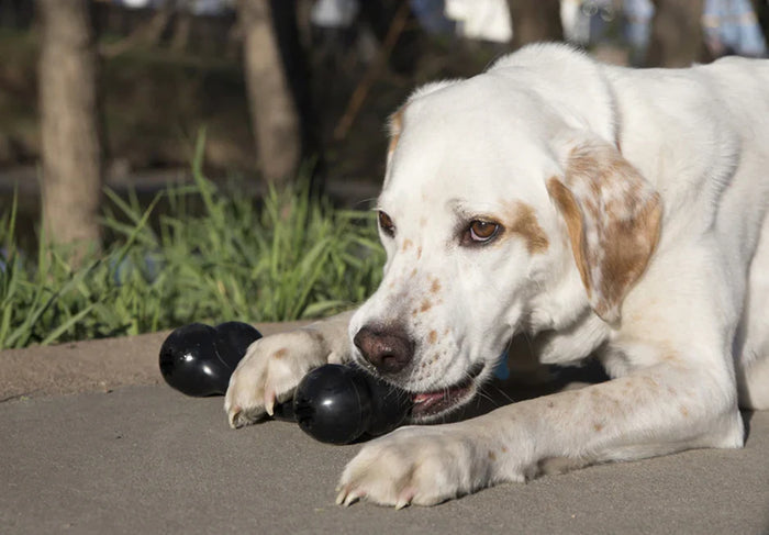dog chew toys