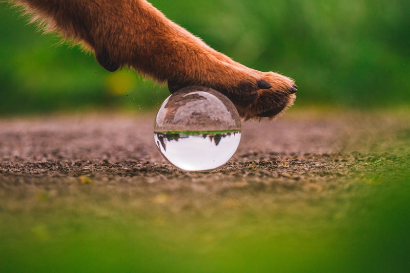 Sustainable Pawprint