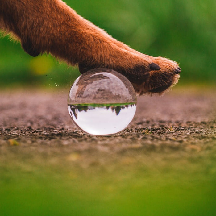 Sustainable Pawprint