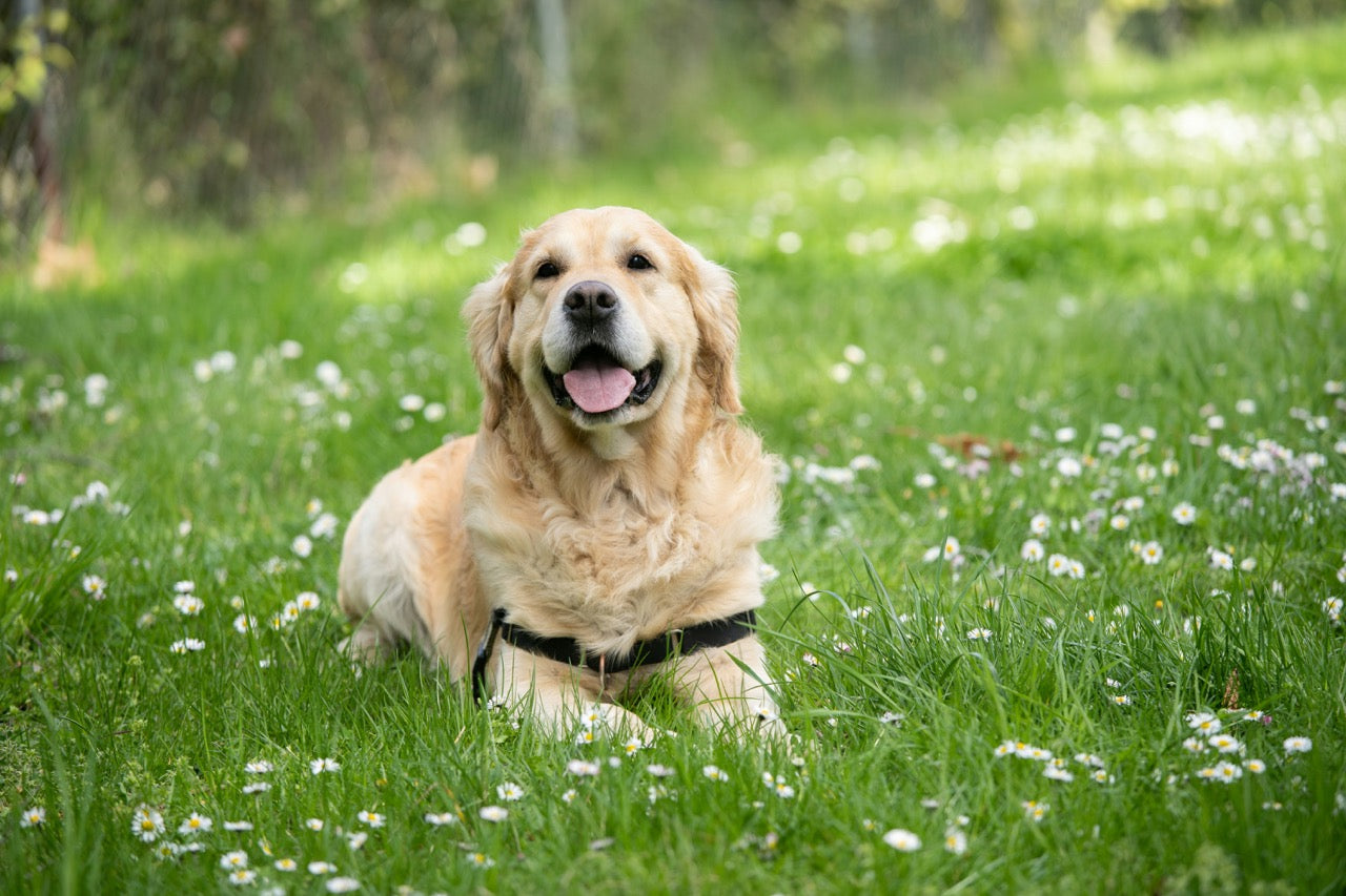 A labrador lying on grass and daisies