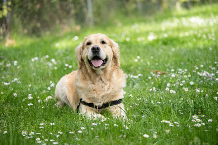 A labrador lying on grass and daisies