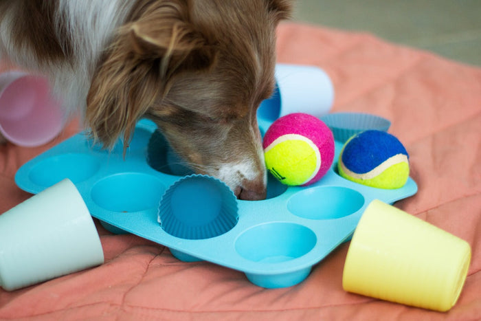DIY Dog Enrichment Game