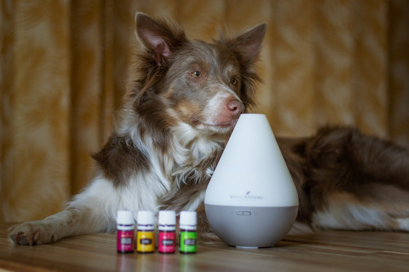 dog-safe essential oils