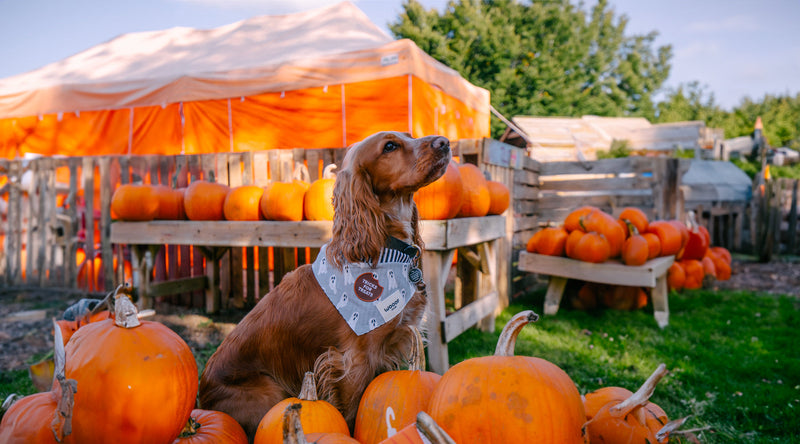 Dog with Pumpkins
