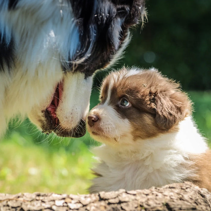 dog meeting puppy