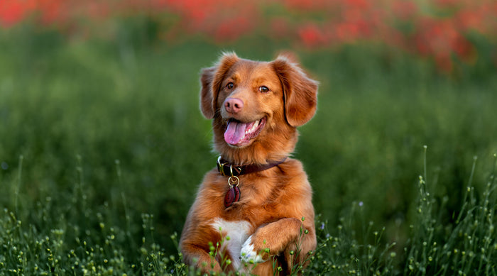 Dog Collar