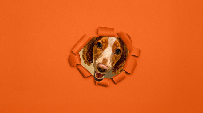 A dog poking their head through ripped colourama paper