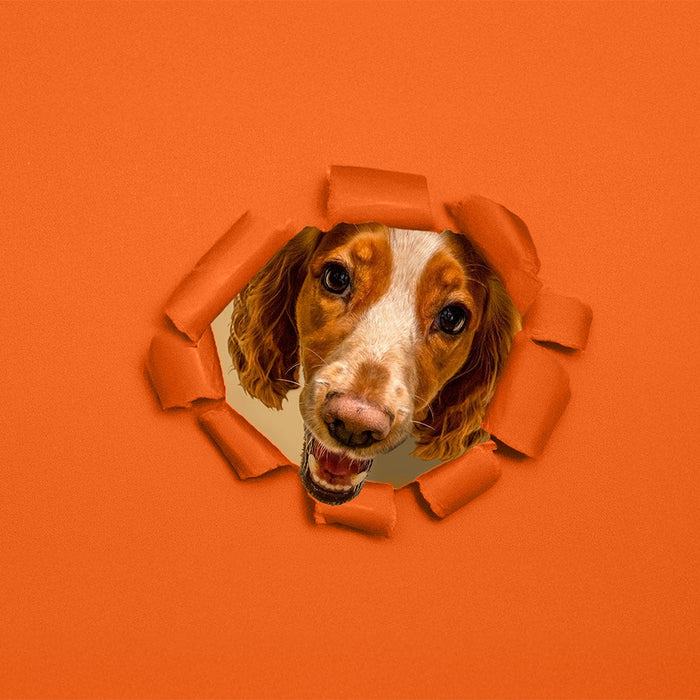 A dog poking their head through ripped colourama paper