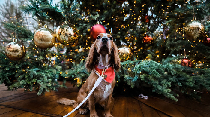 dog-friendly christmas markets