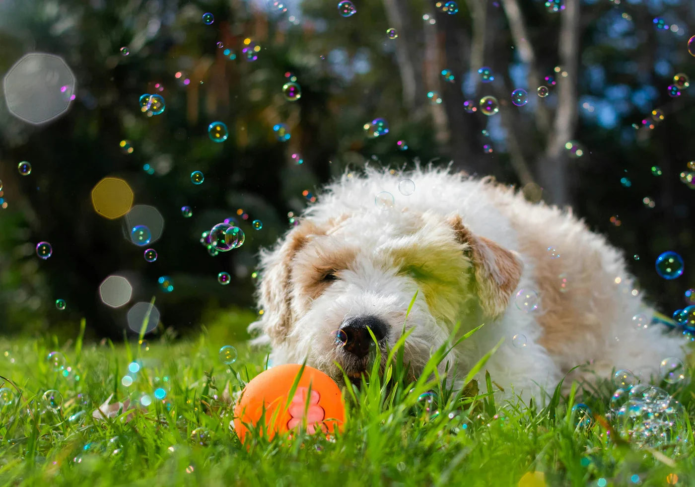 dog bubbles