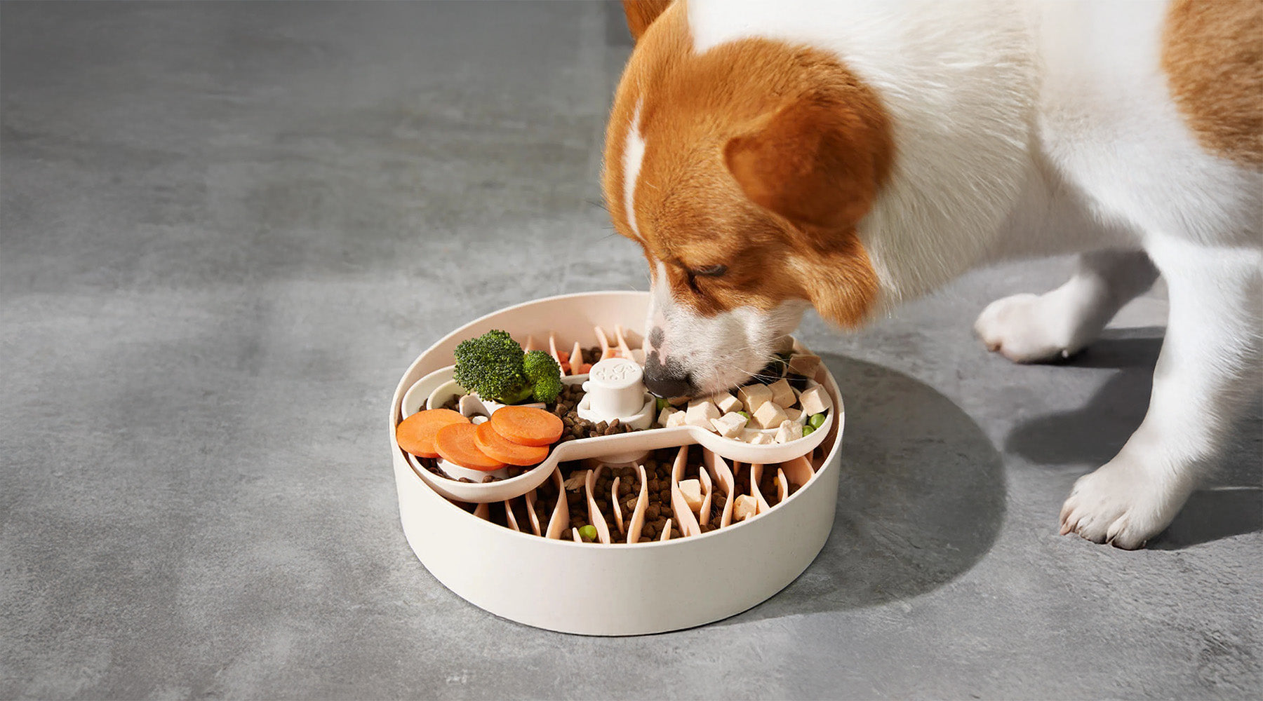 dog eating from slow feeder bowl