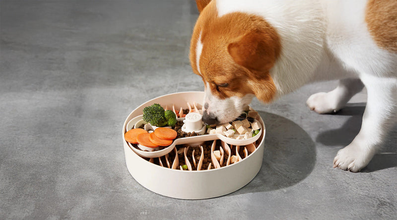 dog eating from slow feeder bowl