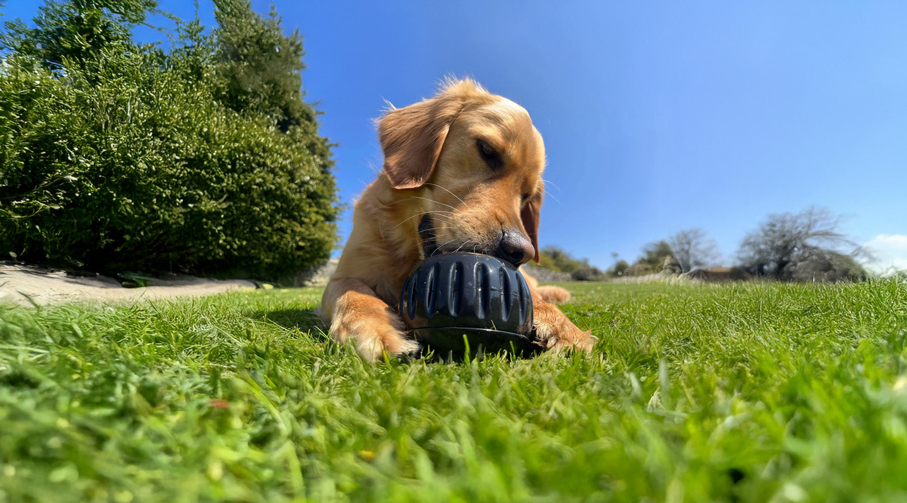 dog licking a toy in an outdoor setting