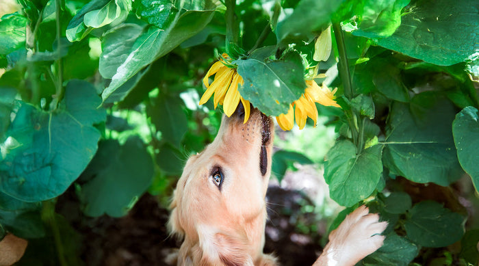 dog smelling sunflower