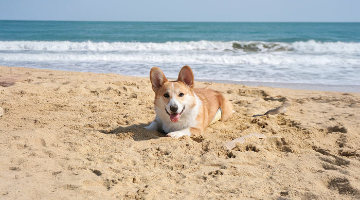 travelling with dogs