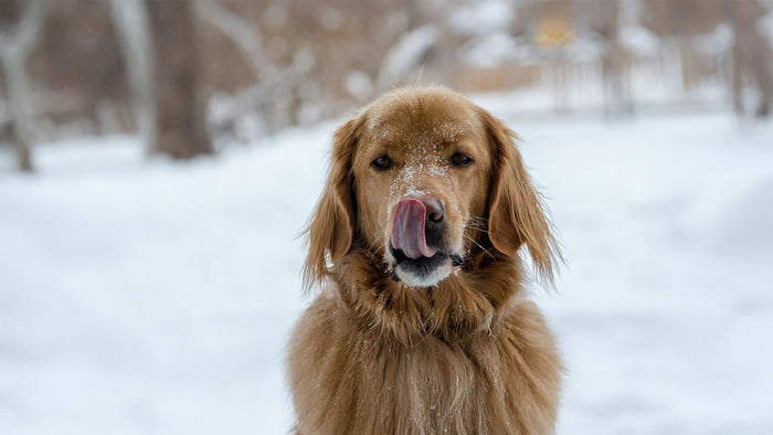 dog outdoors in snow licking lip