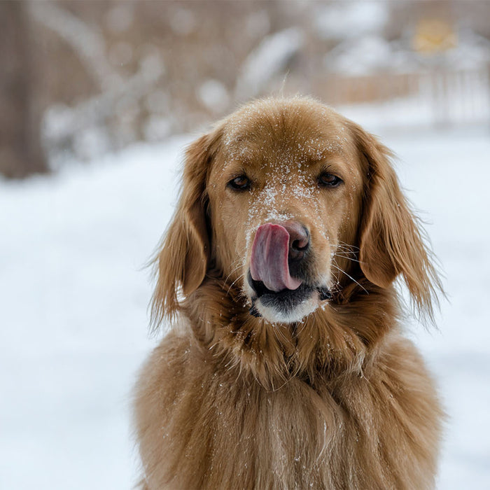 dog outdoors in snow licking lip