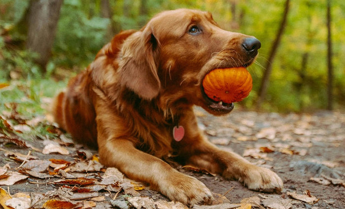 dog eating pumpkin