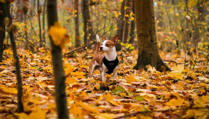 dog in autumn leaves