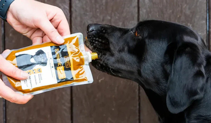 turmeric dog supplement 
