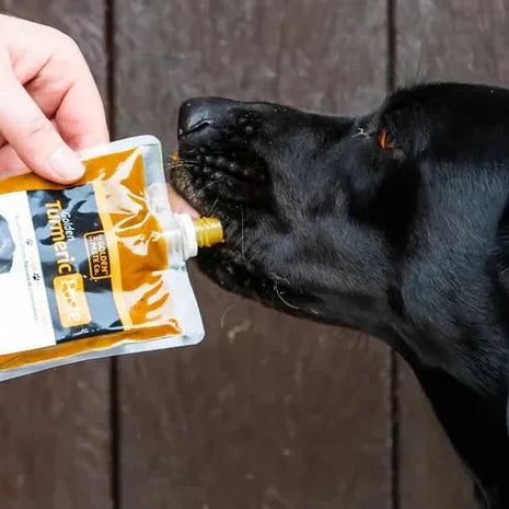 turmeric dog supplement 