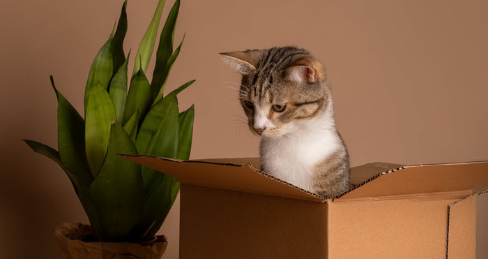 black friday cat deals