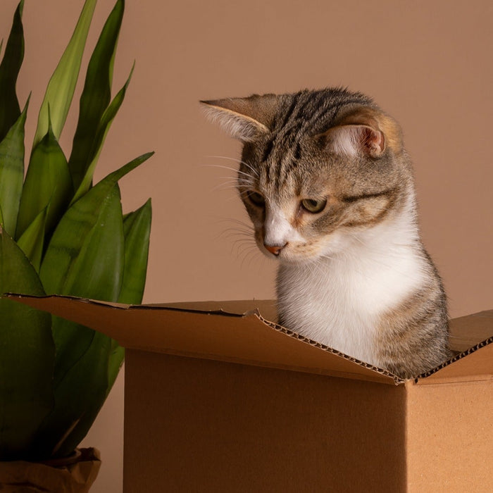 black friday cat deals