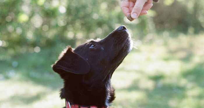 dog sniffing biscuit