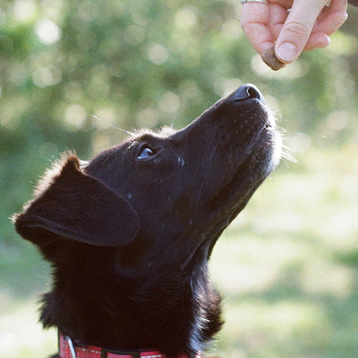 dog sniffing biscuit