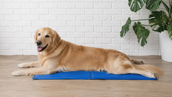 golden retriever on cooling mat