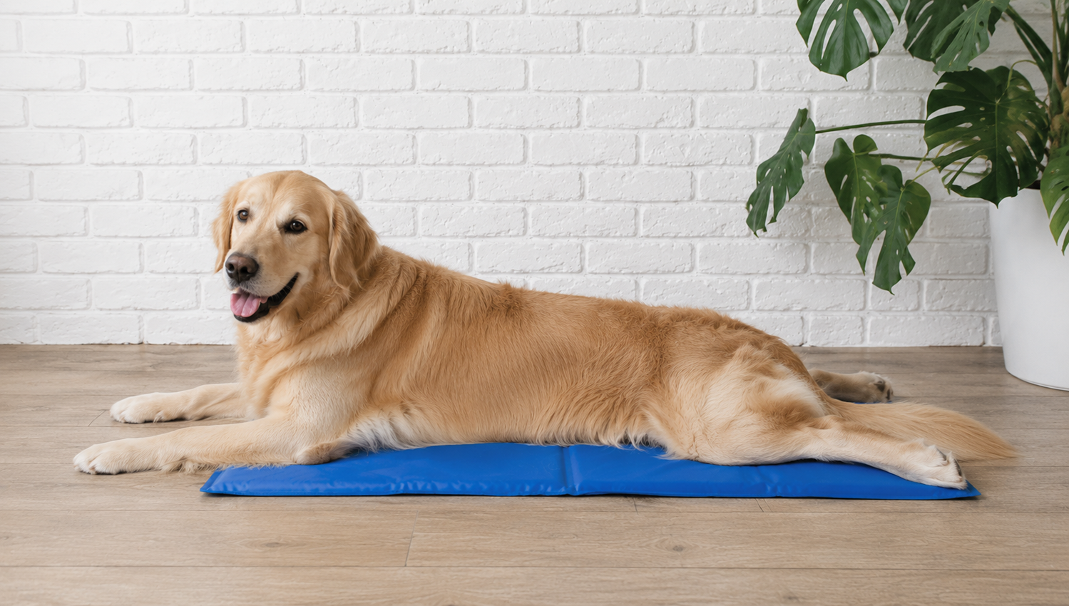 golden retriever on cooling mat