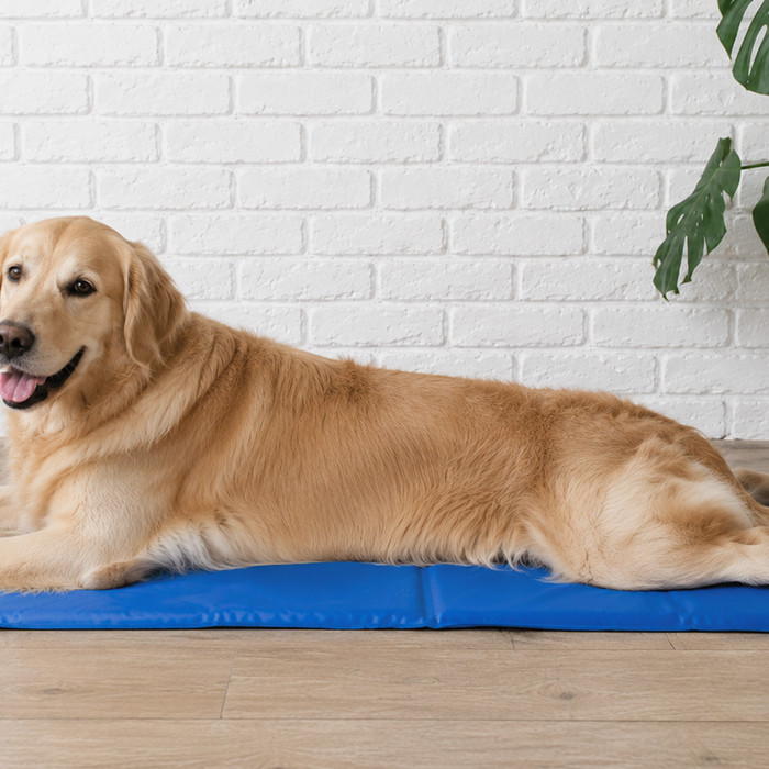 golden retriever on cooling mat