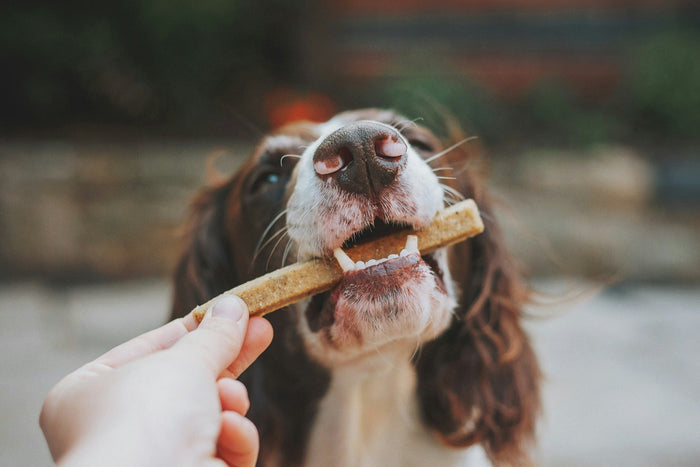 dog eating dental chew