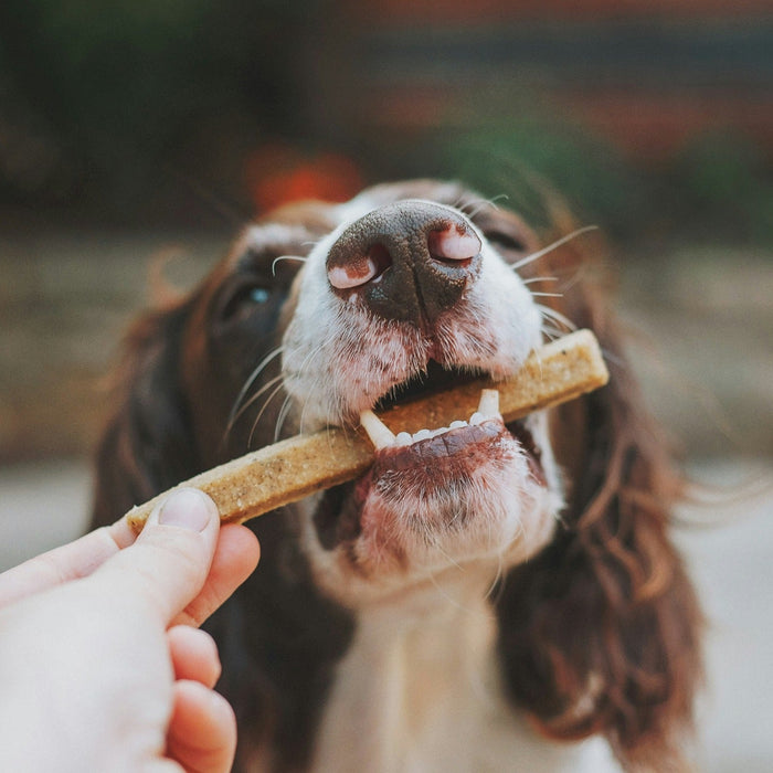 dog eating dental chew