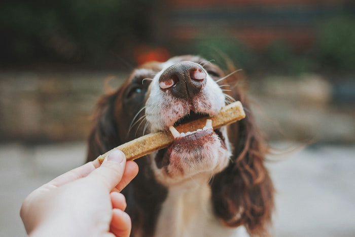 dog eating dental chew