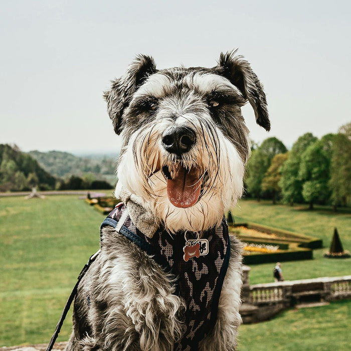 dog-friendly national trust sites