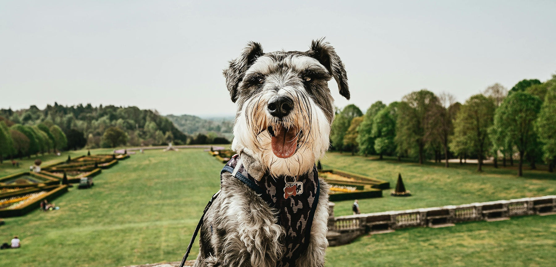dog-friendly national trust sites