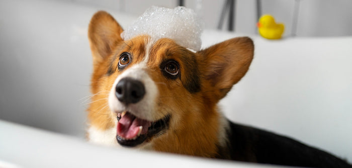 dog with shampoo foam
