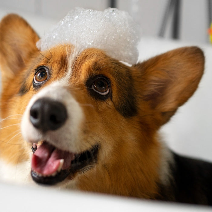 dog with shampoo foam